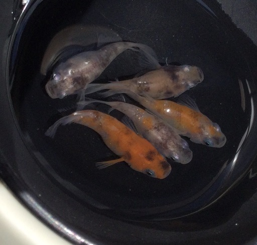 ⭐️三色ラメダルマ⭐️ 5匹　　極上