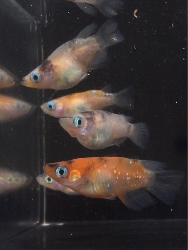 ⭐️三色ラメダルマ⭐️ 5匹　　極上