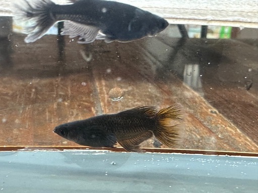 メダカ 戦艦? 2ペア 若魚