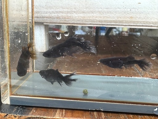 メダカ 戦艦? 2ペア 若魚