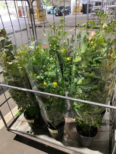 20260415薔薇各種5000〜6980