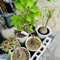 植物とブロックの画像