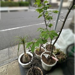 植物とブロックの画像