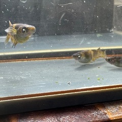 メダカ 金閣α🐉 1ペア＋メス 片目ブルーアイの画像