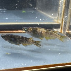 メダカ 金閣α🐉 1ペア＋メス 片目ブルーアイの画像