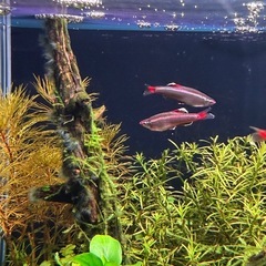 アカヒレの画像