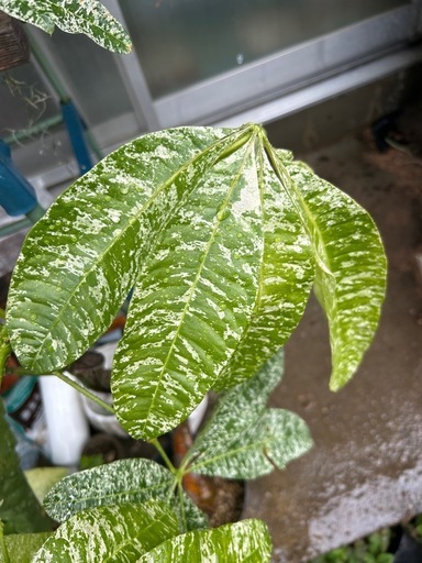 ミルキーウェイ　パキラ　観葉植物