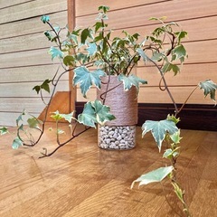 観葉植物　アイビーとガラス製鉢カバーの画像