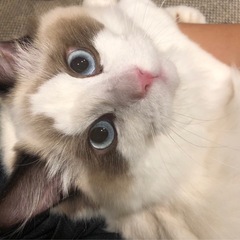 ラグドールの男の子