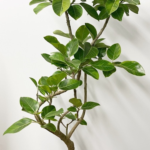 観葉植物 フィカス アルテシマ 165cm