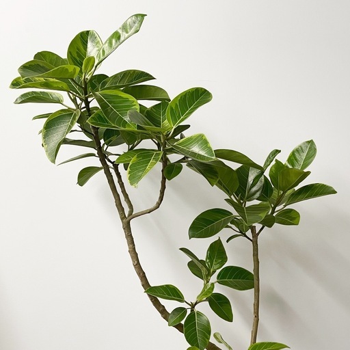 観葉植物 フィカス アルテシマ 175cm BROWN Ficus Altissima Pot / ブラウン フィカス アルテシマ ポット