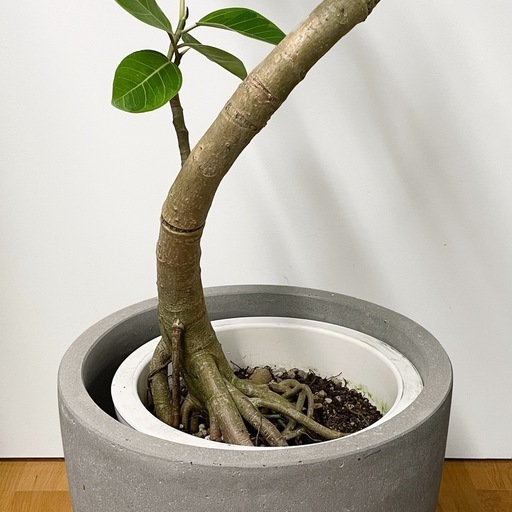 観葉植物 フィカス アルテシマ 175cm フィカスアルテシマ】観葉植物