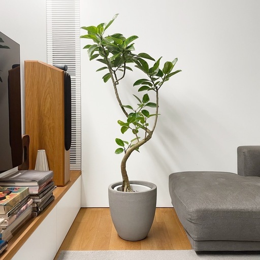 観葉植物 フィカス アルテシマ 175cm フィカス・アルテシマ 【サイズ】10号サイズ 【商品コード】A449 【高