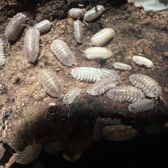 コルフサメハダダンゴムシ 10匹の画像