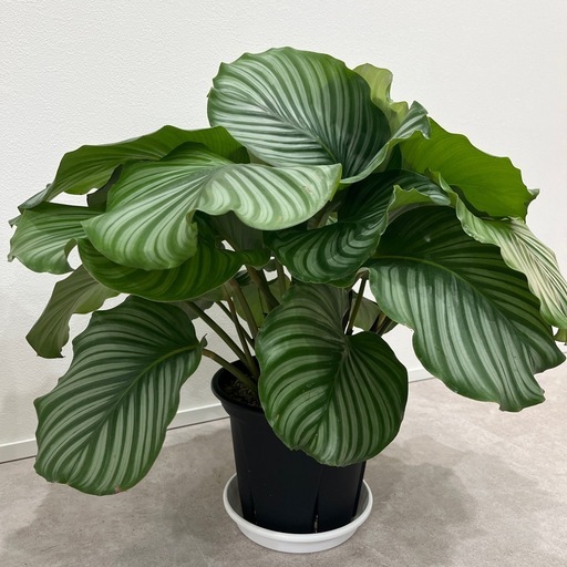 カラテアオルビフォリア