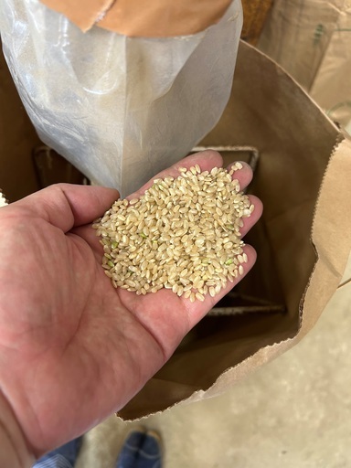 【令和7年産】「虹の煌めき」玄米30kg / PayPay支払いOK・農家直送