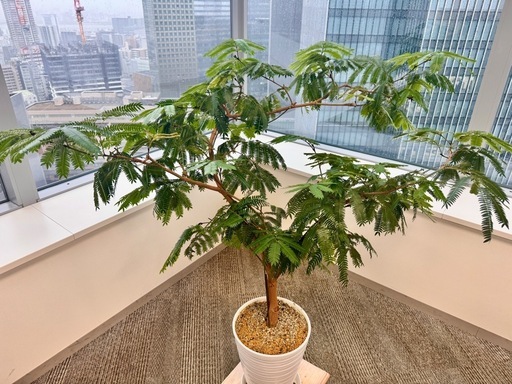観葉植物　造形エバーフレッシュ元気！　約1.2メートル　陶器鉢付き！常識範囲でお値引き可能