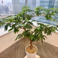 観葉植物　造形エバーフレッシュ元気！　約1.2メートル　陶器鉢付き！常識範囲でお値引き可能の画像