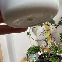 サンセベリア　ムーンシャインの画像