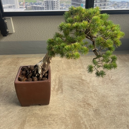 盆栽　山五葉松