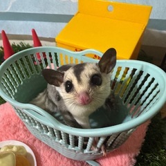 フクロモモンガベビー各カラー🍼👶