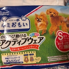 ペット用オムツとマナーパッド　トイプードルの画像