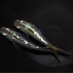 4/16(木)〜  　JAあつぎ あぐりべぇ メダカ出荷の画像