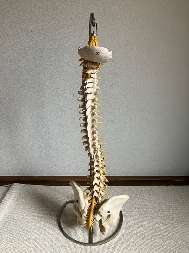 椎骨模型