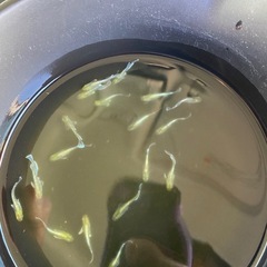 エメキン選外　20匹＋α 特価　②の画像