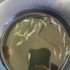 エメキン選外　20匹＋α 特価　②の画像