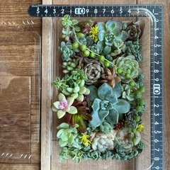 訳あり　多肉弁当（土付き）の画像