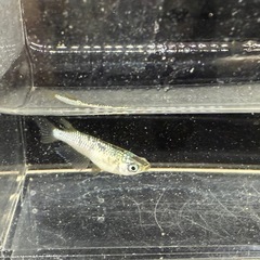 メダカ　ギラティナ　有精卵15個＋α  800円‼️の画像