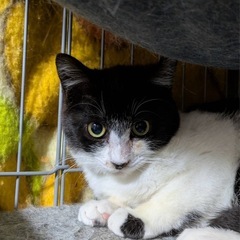 猫模様があるメルちゃん、シェルちゃんの里親さん募集です。