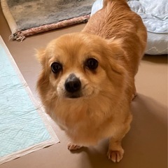 愛嬌たっぷり真ん丸チワワの　ナツちゃん