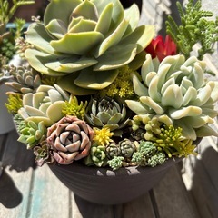 多肉植物　寄せ植え②の画像