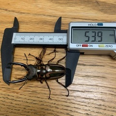 ゼブラノコギリクワガタ(ルソンエンシス)NO4の画像