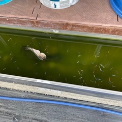 色々メダカの画像