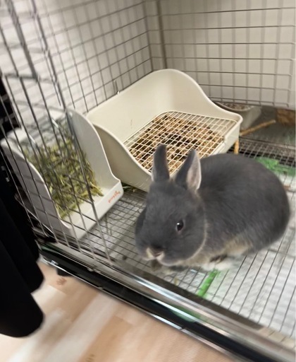 うさぎしっぽのケージ定価25000円→12000円