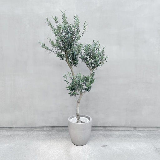 観葉植物 オリーブ 150cm