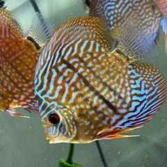 ディスカス　の画像