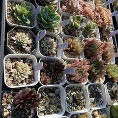 多肉植物、エケベリア、ハオルチア アガベ 300~1500の画像