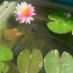 睡蓮 ペインテッドレディ の画像