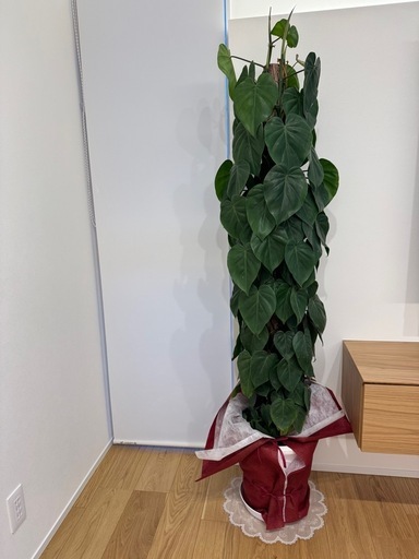 観葉植物 木