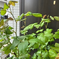 【薔薇】ナエマの画像