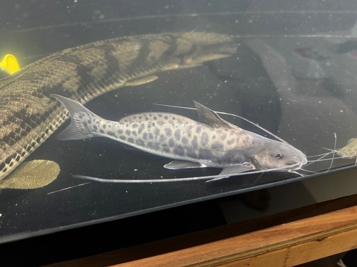 スポッテッドピニランプス　熱帯魚
