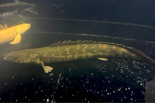 ポリプテルス　熱帯魚