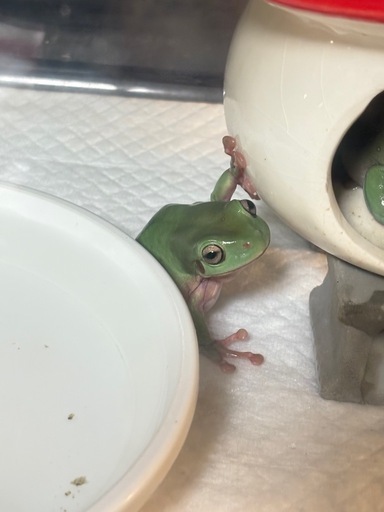 イエアメの里親