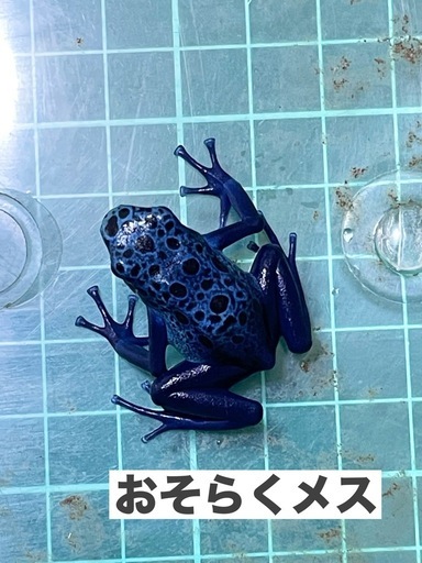【購入決まりました】KEI様　カエル