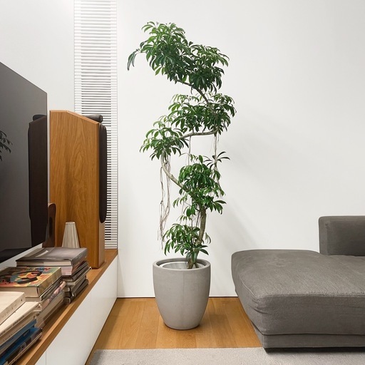 観葉植物 シェフレラ