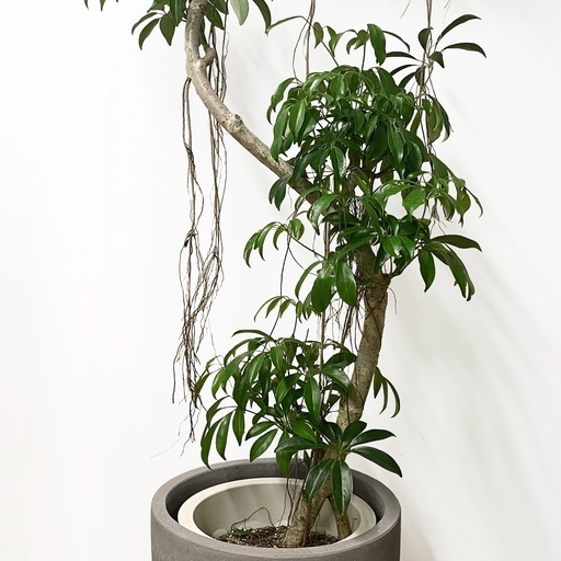 観葉植物 シェフレラ